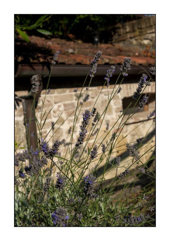 B&B Casale Virgili Siena Exteriér fotografie